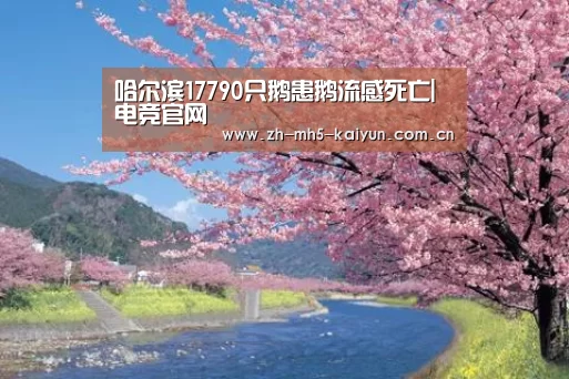 开云电竞